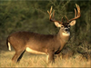 Mule Deer Image