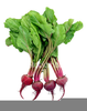 Clipart Beets Image