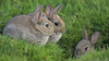 Images Of Rabbits Image