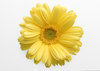 Free Clipart Yellow Flower Image