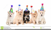 Dog Party Hat Clipart Image