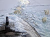 Three Polar Bears Approach The Starboard Bow Of The Los Angeles-class Fast Attack Submarine Uss Honolulu (ssn 718) While Surfaced 280 Miles From The North Pole. Image