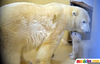 Bayi Beruang Kutub Image