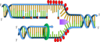 Dna Replication Clip Art