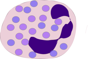 Segmented Neutrophil Clip Art