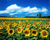 Van Gogh Sunflowers Clipart Image