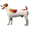 Dog 256 Image