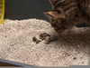Whipworms In Cats Image