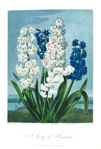 Botanical Flower Hyacinth A Group Of Hyacinths | Free Images at Clker ...