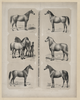 The Principal Breeds Of Horses In Use In North America Dedicated To The Friends And Admirers Of The Horse / Drawn From Life, Lith D & Pub D By A. Kollner. Image