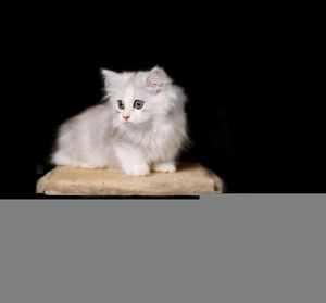Lambkin Cat Australia Image