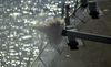A 54 Caliber Round Fires From The Barrel Of Of Mccain S Five-inch Gun During Naval Shore Fire Support Of An Amphibious Attack On Shoal Water Bay Training Area (swbta) As Part Of Exercise Tandem Thrust 01 Image