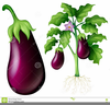 Eggplant Plant Clipart Image