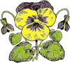 Pansy Clip Art