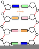 Nucleotide Hydrogen Bond Image