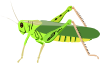 Grasshopper Locust Clip Art