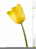 Animated Tulip Clipart Image