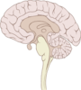 Px Brain Human Sagittal Section Image