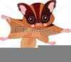 Free Flying Squirrel Clipart Image