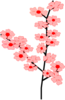 Sakura Branch Md Image