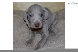 Silver Weimaraner Image