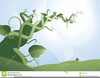 Beanstalk Clipart Image