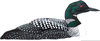 Loon Clipart Image