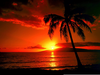 Clipart Sunsets Palm Trees Image
