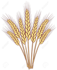 Stalks Of Wheat Clipart Image