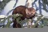 American Marten Wisconsin Image