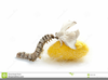 Silkworm Clipart Image