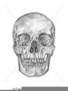 Free Skull And Crossbone Clipart Image