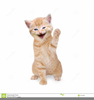 Animated Happy Cat Clipart Image