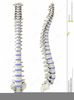 Back Spine Clipart Image