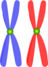 Homologous Chromosomes Clip Art