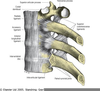 Radiate Costovertebral Ligament Image