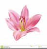 Clipart Of Stargazer Lily Image