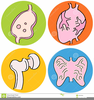 Lung Clipart Free Image