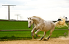 Running Horse Image