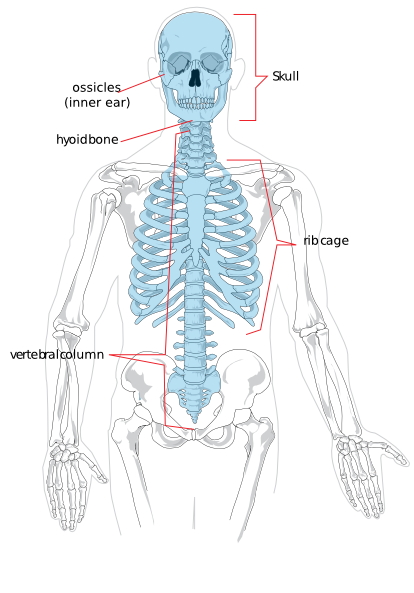 Anatomia humana ossos pdf