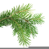 Evergreen Bough Clipart Image