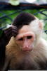 Confused Monkey Image