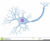 Nerve Cells Clipart Image
