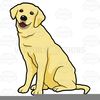 Yellow Labrador Clipart Image