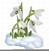 Snowdrop Clipart Free Image