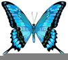 Clipart Papillon Image