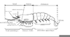 Arthropod Exoskeleton Diagram Image