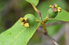 Quisqualis Indica Fruit Image