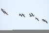 Animated Birds Flying Clipart Image