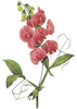Sweet Pea Flower Clipart Image